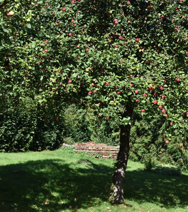 Apfelbaum schneiden Obstbaumschnitt Baumpflege Frankfurt